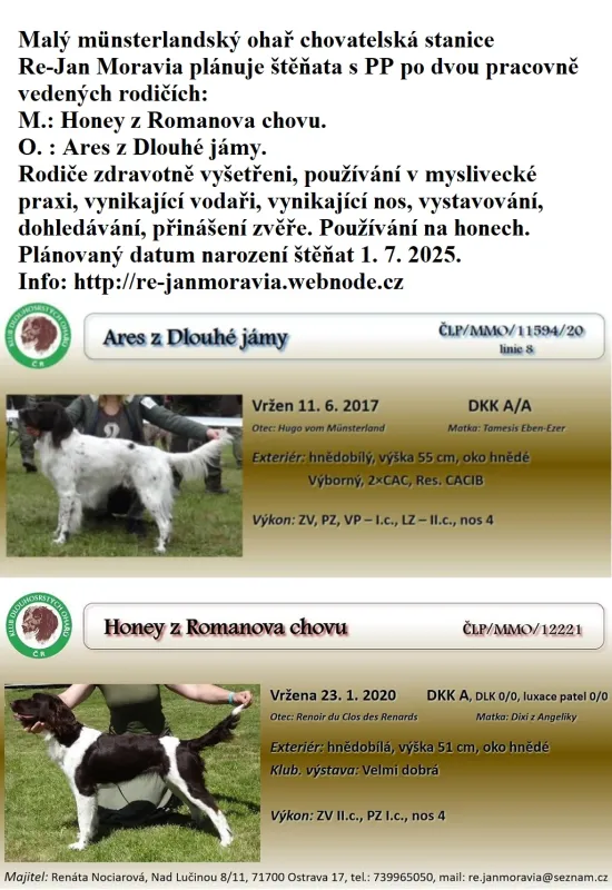 Malý munsterlandský ohař prodám štěňata s PP po lovecky vedených rodič